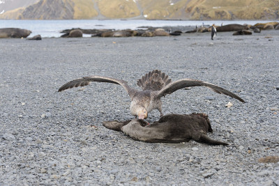 海燕吃死海豹
