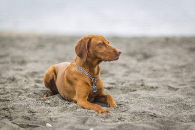 小猎犬匈牙利Vizslaa在沙滩上玩耍，玩得很开心，摆着姿势。