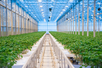 在大型工业温室内，成排的番茄种植