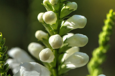 Physostegia。种植花。
