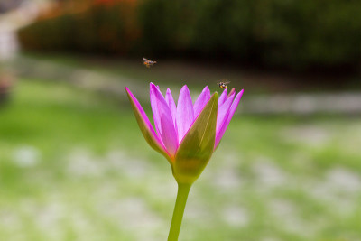 莲花