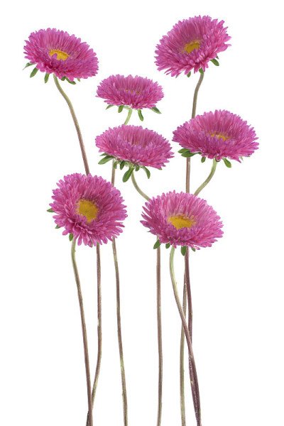翠菊