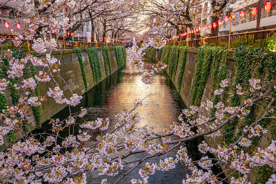 日本东京目黑运河的樱花