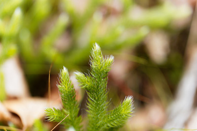 石松属植物，石松