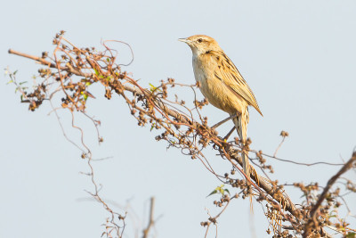 有条纹的Grassbird