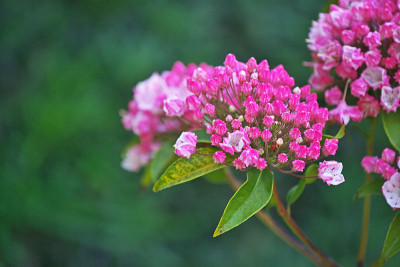 Kalmia