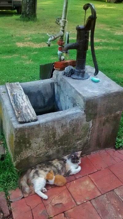 小猫咪和她妈妈