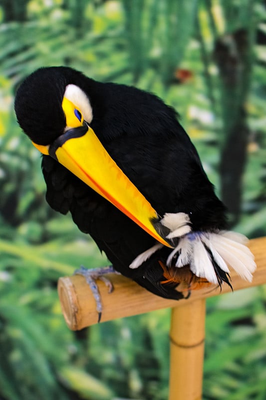 Toco Toucan