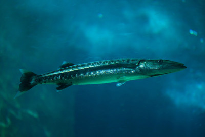梭鱼(Sphyraena barracuda)。