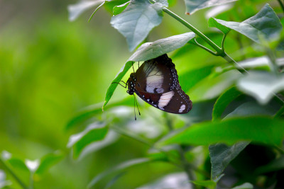Eggfly蝴蝶