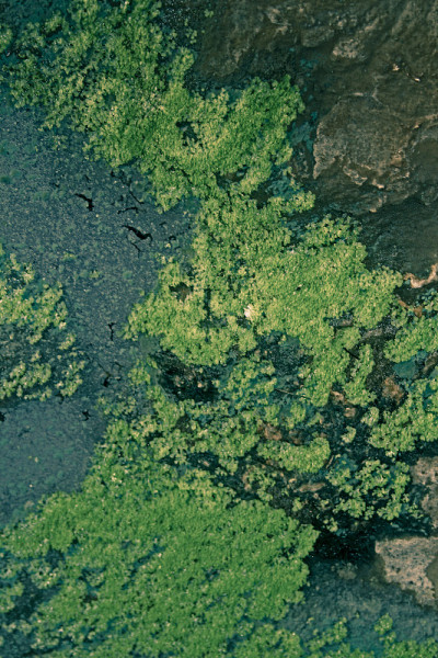 水面上的苔藓和池塘浮渣