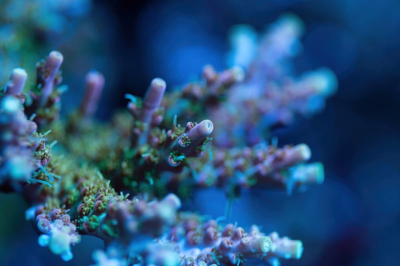 美丽的acropora sps珊瑚在珊瑚礁水族馆缸。