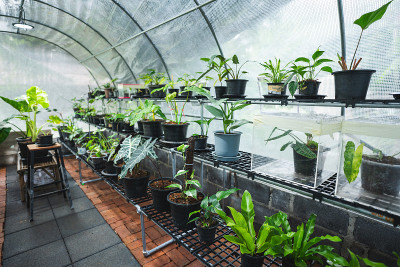 热带杂色植物温室，绿叶植物自然花园，美丽的植物花背景，夏季春季室内植物，新鲜生长的叶花装饰