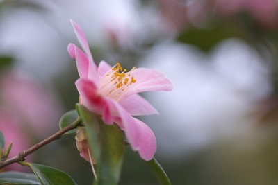 公园里的茶花展览