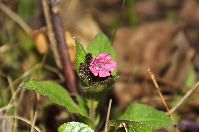 疗肺草属(Pulmonaria officinalis)