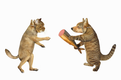 猫给狗吃鱼香肠