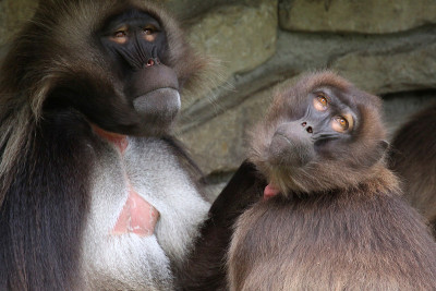 Geladas