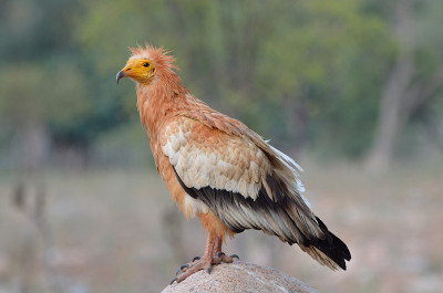 埃及秃鹫(Neophron Percnopterus)坐在石头上
