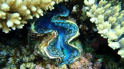 双壳贝类最大蚌或小巨蚌(最大砗磲)，生活在红海