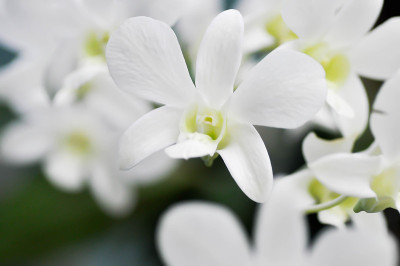 花园里有白色的兰花