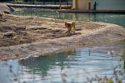狒狒和猴子在小池塘附近散步