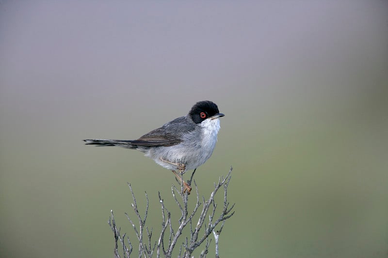 撒丁岛莺，Sylvia melanocephala