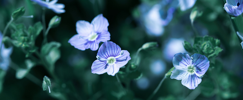 Veronica filiformis花