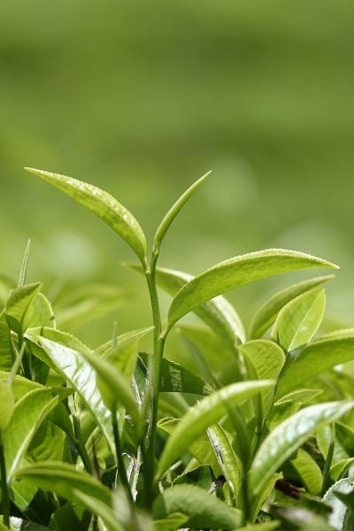 高原的绿茶嫩芽和嫩叶