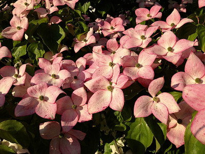 山茱萸,开花
