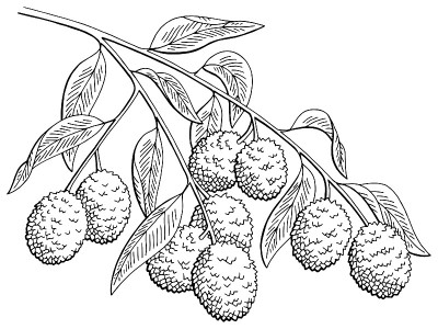 荔枝果图形分枝黑白孤立素描插图向量