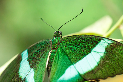 宏观美丽蝴蝶Papilio palinurus