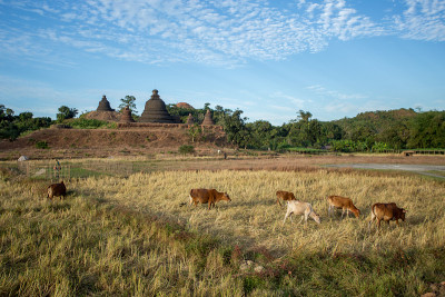 缅甸Mrauk-U乡村场景中的奶牛。