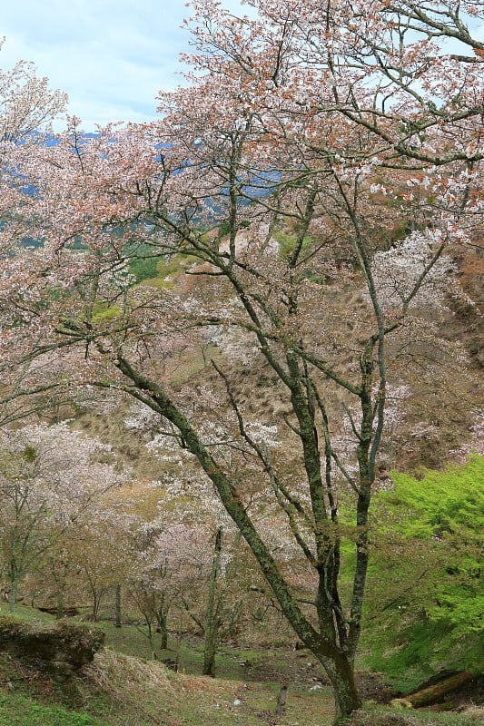 樱花