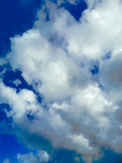 鸟儿在天空中飞翔