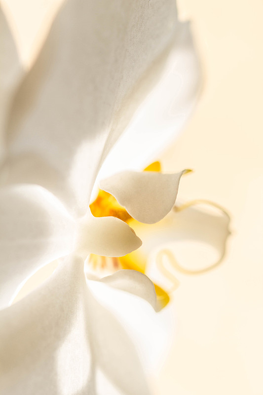 特写白兰花