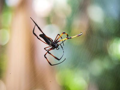 红腿金球蜘蛛也被称为棕榈蜘蛛(Nephila Inaurata)选择性地集中在网上，Praslin岛