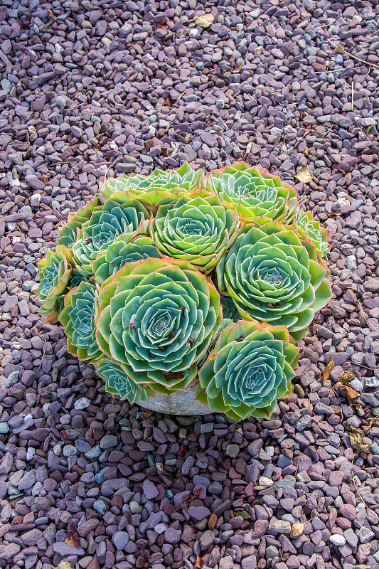 多汁的花