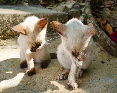 两只小猫