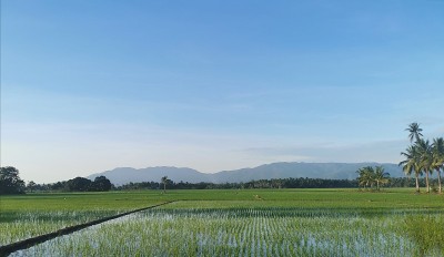 亚洲的稻田