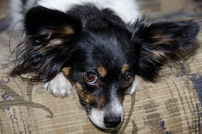 雄性蝶耳犬在沙发上玩“可爱小狗”