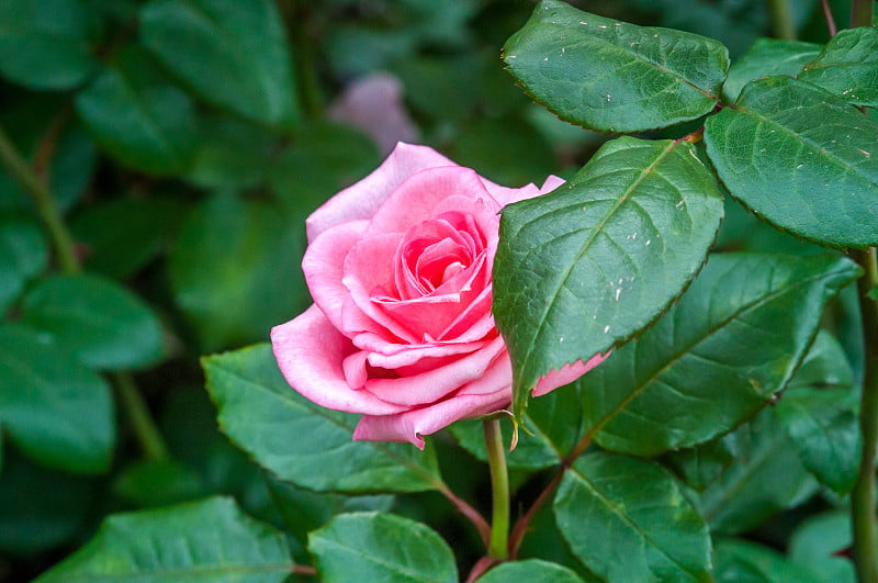 Rose Piroschka在Hatanpää Arboretum，芬兰坦佩雷