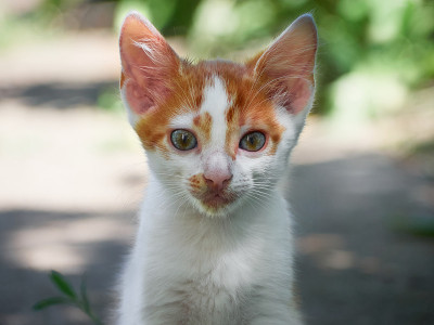 草丛里的小猫。