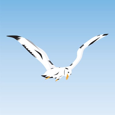 天空中的海鸥。