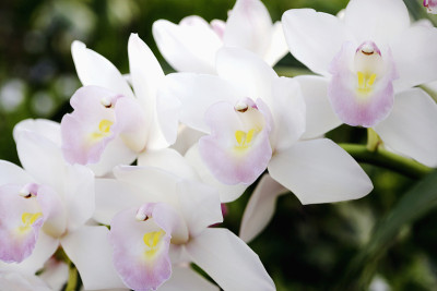 兰花的花