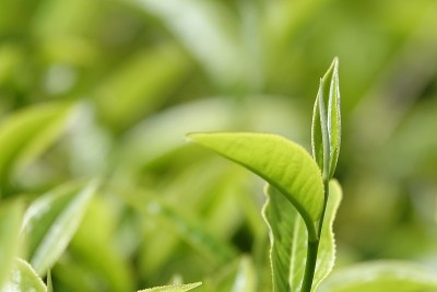 高原的绿茶嫩芽和嫩叶