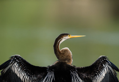 Darter