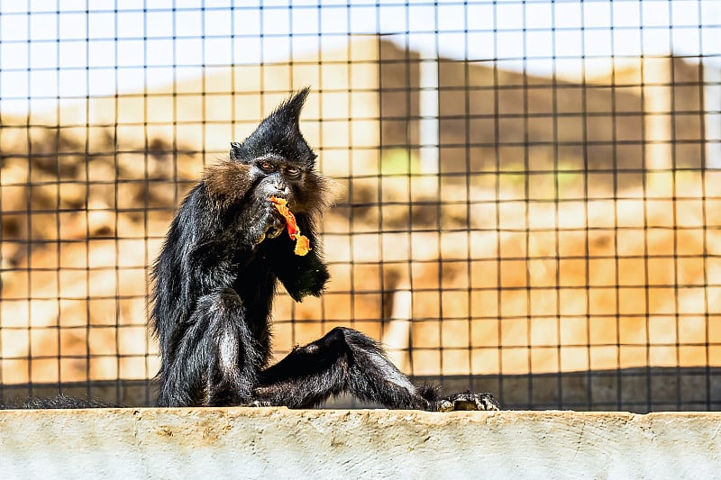 黑猴子