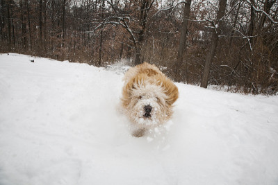 雪地里的冲锋犬。
