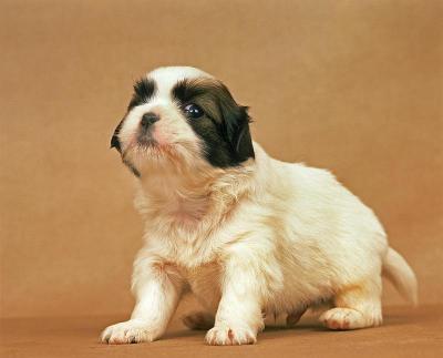西藏猎犬,小狗