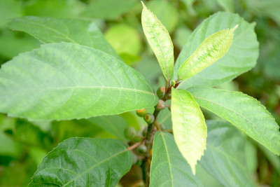 森林里有绿色植物